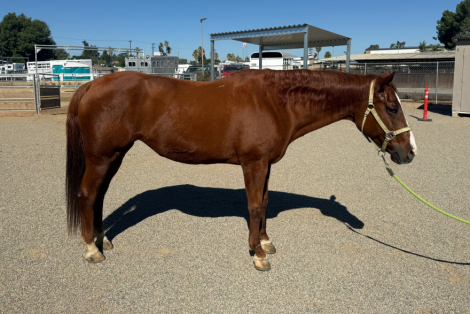 HorseID: 2304439 Bullet - PhotoID: 1088476