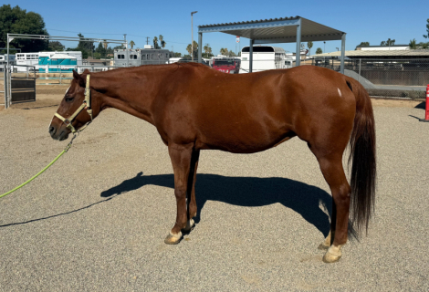 HorseID: 2304439 Bullet - PhotoID: 1088477