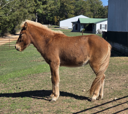 HorseID: 2304513 Mani - PhotoID: 1088659