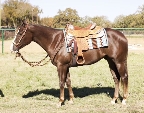 HorseID: 2304591 Makin Bank- Pending - PhotoID: 1089113