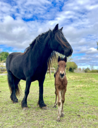 HorseID: 2304653 Blackshadow P.S. I Love You - PhotoID: 1088563