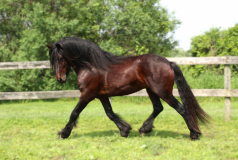 HorseID: 2304653 Blackshadow P.S. I Love You - PhotoID: 1088564