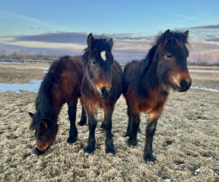 HorseID: 2304653 Blackshadow P.S. I Love You - PhotoID: 1088565