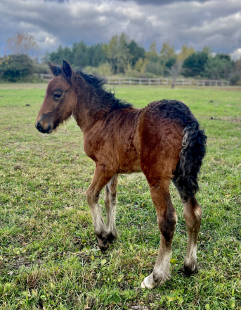 HorseID: 2304653 Blackshadow P.S. I Love You - PhotoID: 1088750