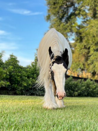 HorseID: 2304671 WB Greatest Love - PhotoID: 1088483