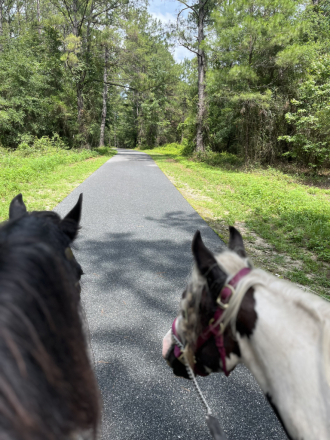 HorseID: 2304671 WB Greatest Love - PhotoID: 1088484