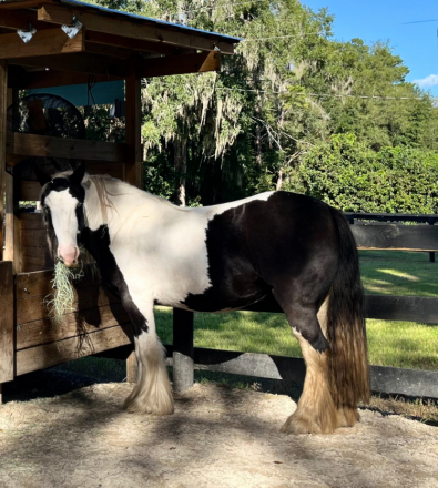 HorseID: 2304671 WB Greatest Love - PhotoID: 1088485