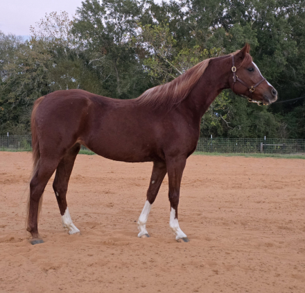 HorseID: 2304672 Legacy Onyx Ember - PhotoID: 1087679