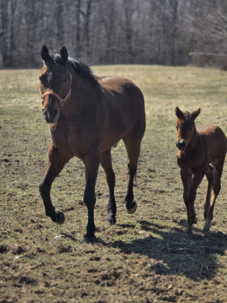 HorseID: 2304718 Pretty cool style - PhotoID: 1089239