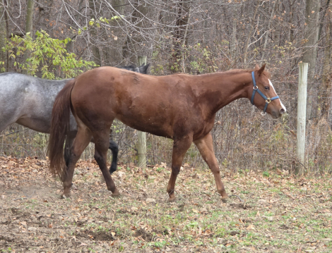 HorseID: 2304719 Intentionally sweet - PhotoID: 1089238