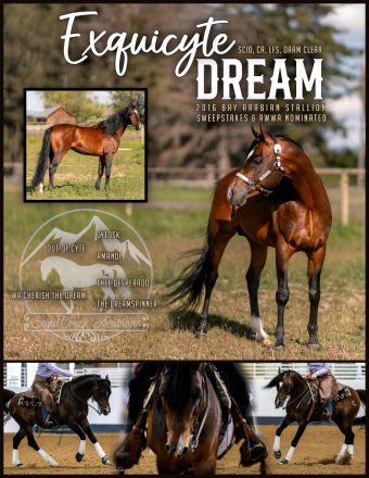 HorseID: 2304720 Exquicyte Dream - PhotoID: 1088774
