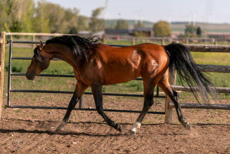 HorseID: 2304720 Exquicyte Dream - PhotoID: 1088775