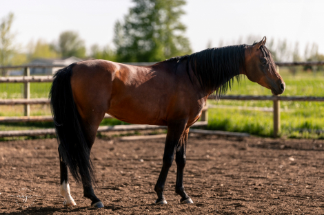 HorseID: 2304720 Exquicyte Dream - PhotoID: 1088777