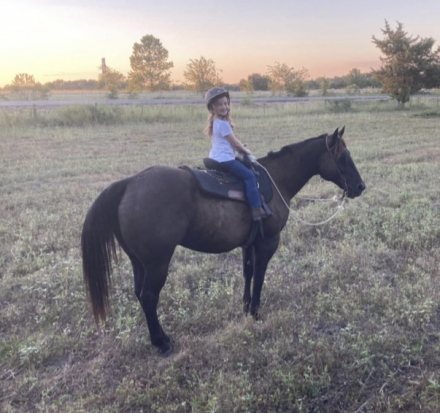 HorseID: 2304735 FQHR Rio Pine - PhotoID: 1088503