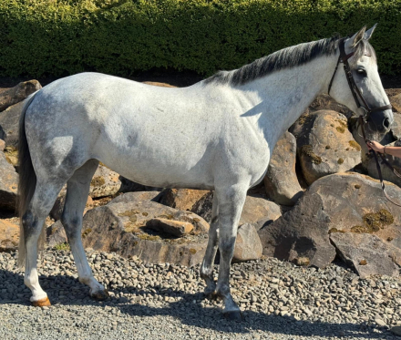 HorseID: 2304874 Irish Bree - PhotoID: 1088228