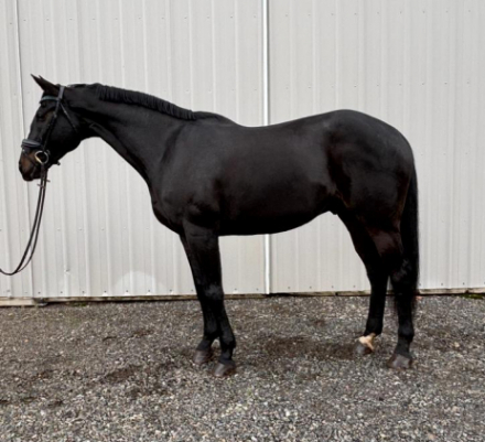 HorseID: 2304875 Saint Eligius - PhotoID: 1088829