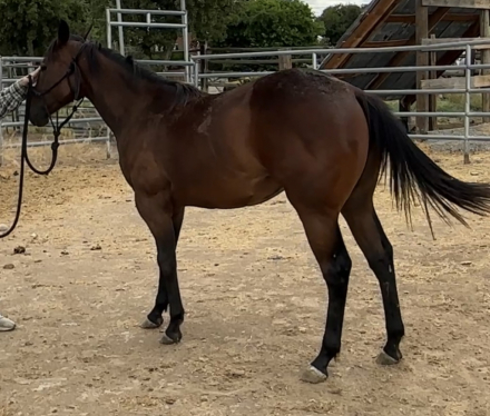 HorseID: 2304954 Scottys Charro Jane - PhotoID: 1088462