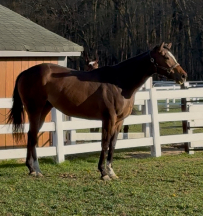 HorseID: 2304981 Cosmo Canyon - PhotoID: 1088399