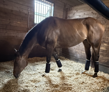 HorseID: 2304981 Cosmo Canyon - PhotoID: 1088400