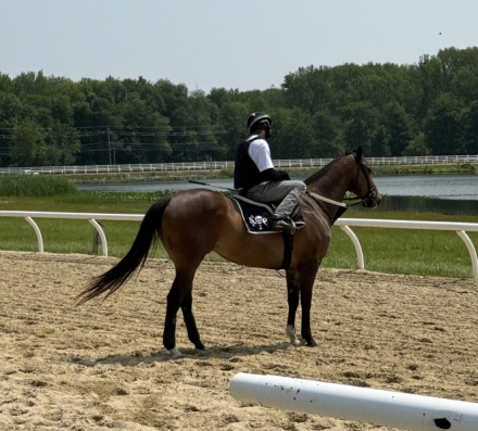 HorseID: 2304981 Cosmo Canyon - PhotoID: 1088401