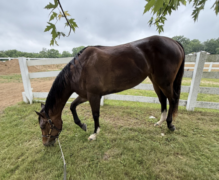 HorseID: 2304981 Cosmo Canyon - PhotoID: 1088402