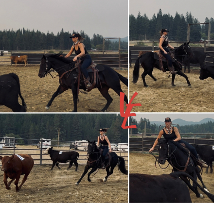 HorseID: 2304987 Pearls Goldun Lady - PhotoID: 1088123