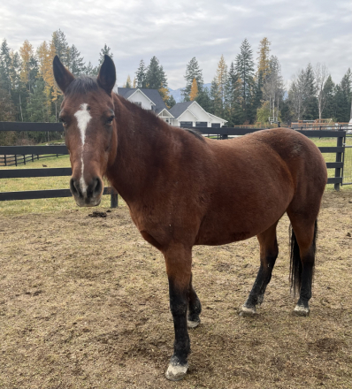 HorseID: 2304988 Fern - PhotoID: 1088196