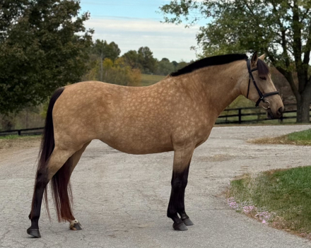 HorseID: 2304991 Veras Mirasol - PhotoID: 1088157