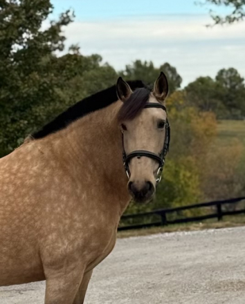 HorseID: 2304991 Veras Mirasol - PhotoID: 1088897