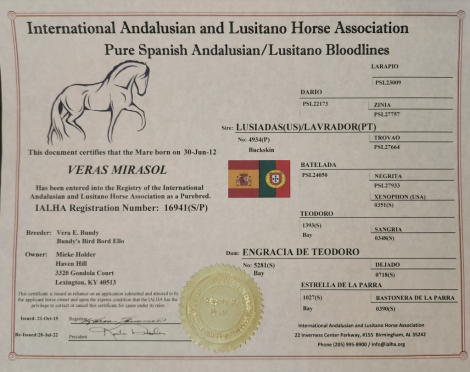 HorseID: 2304991 Veras Mirasol - PhotoID: 1088898