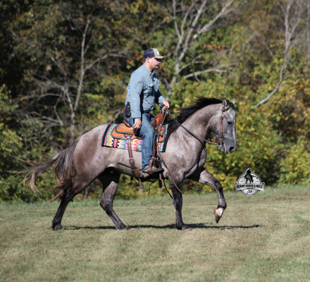 HorseID: 2304992 Ashton - PhotoID: 1088159