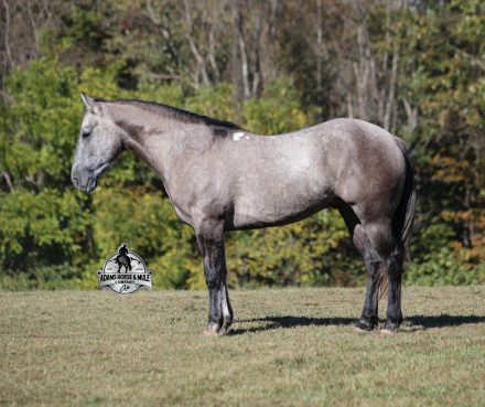 HorseID: 2304992 Ashton - PhotoID: 1088160