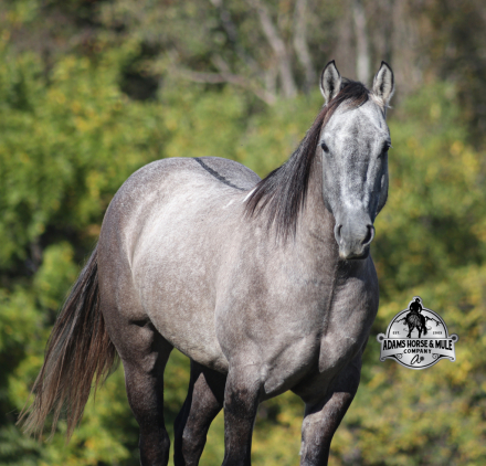 HorseID: 2304992 Ashton - PhotoID: 1088161