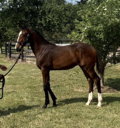 HorseID: 2304993 Shenandoah ADF - PhotoID: 1088162