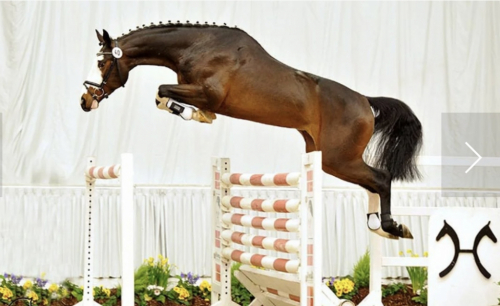 HorseID: 2304993 Shenandoah ADF - PhotoID: 1088752