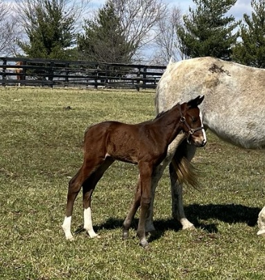 HorseID: 2304993 Shenandoah ADF - PhotoID: 1088753