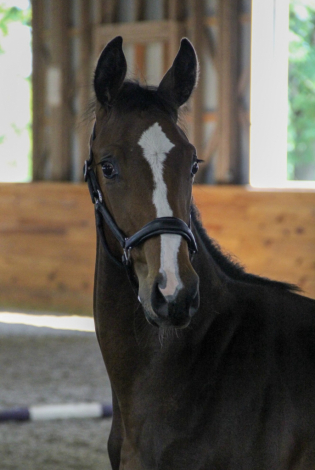 HorseID: 2304993 Shenandoah ADF - PhotoID: 1088754