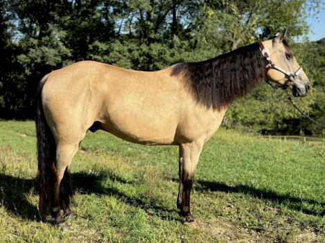 HorseID: 2304994 Scooter - PhotoID: 1088163