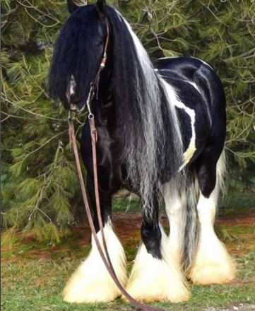 HorseID: 2304995 Fennix Rising GVHS - PhotoID: 1088472