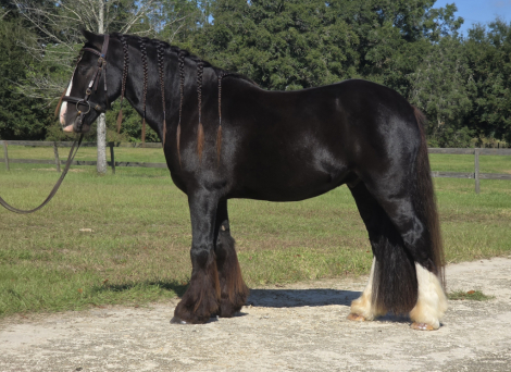 HorseID: 2305002 Duncan - PhotoID: 1088170