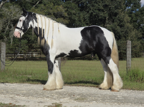 HorseID: 2305003 Sir Karryghan - PhotoID: 1088172