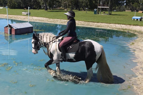 HorseID: 2305003 Sir Karryghan - PhotoID: 1088173