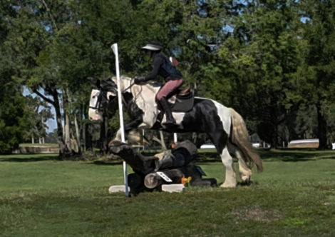 HorseID: 2305003 Sir Karryghan - PhotoID: 1088175