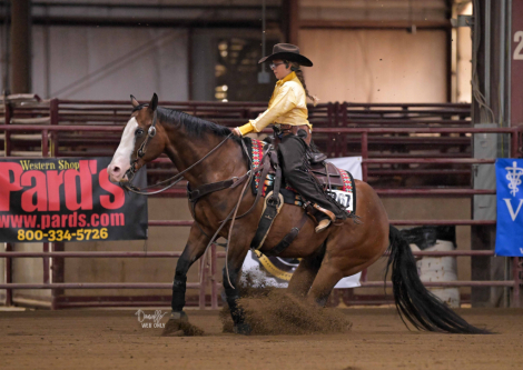 HorseID: 2305005 Hessmokedman - PhotoID: 1088176