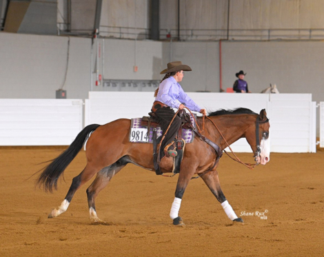 HorseID: 2305005 Hessmokedman - PhotoID: 1088178