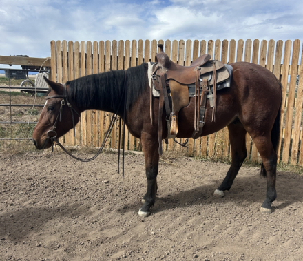 HorseID: 2305007 Lenas Bullet Express - PhotoID: 1088180