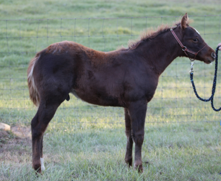 HorseID: 2305012 KLS Cattle Daddy - PhotoID: 1088185