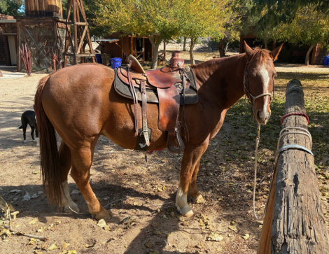 HorseID: 2305013 Hoss - PhotoID: 1088271