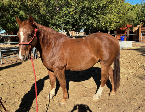 HorseID: 2305013 Hoss - PhotoID: 1088272