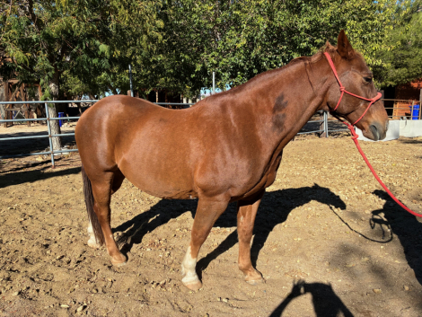 HorseID: 2305013 Hoss - PhotoID: 1088273